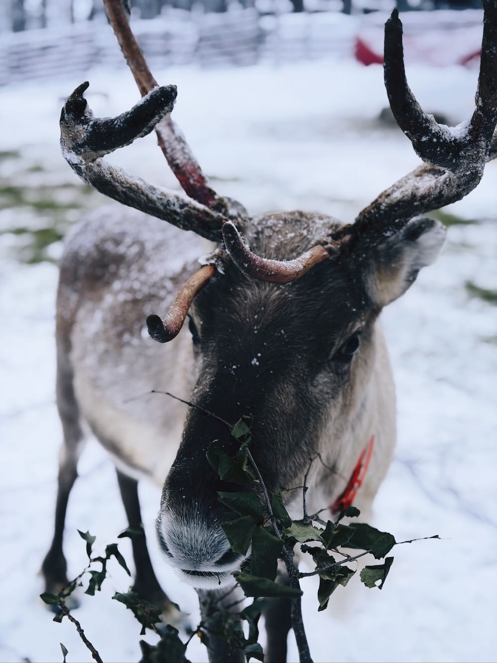 reindeer-tour-in-rovaniemi