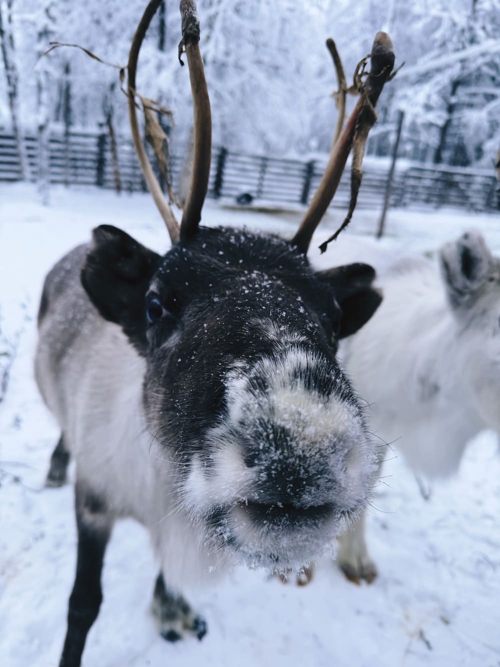 reindeer-tour-in-rovaniemi