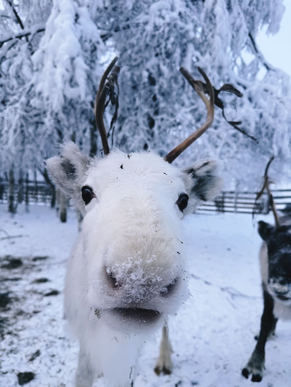 reindeer-tour-in-rovaniemi