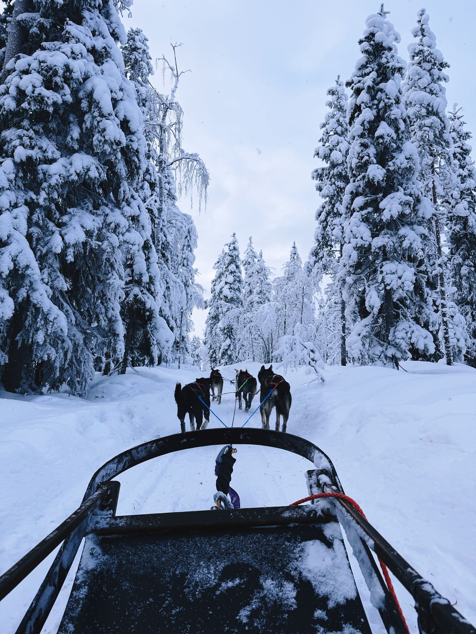 IMG_6378-2husky-safari-rovaniemi-finland-lapland husky-safari-rovaniemi-finland-lapland