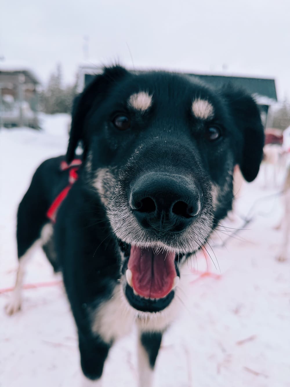 bearhill-husky-safari-rovaniemi bearhill-husky-safari-rovaniemi