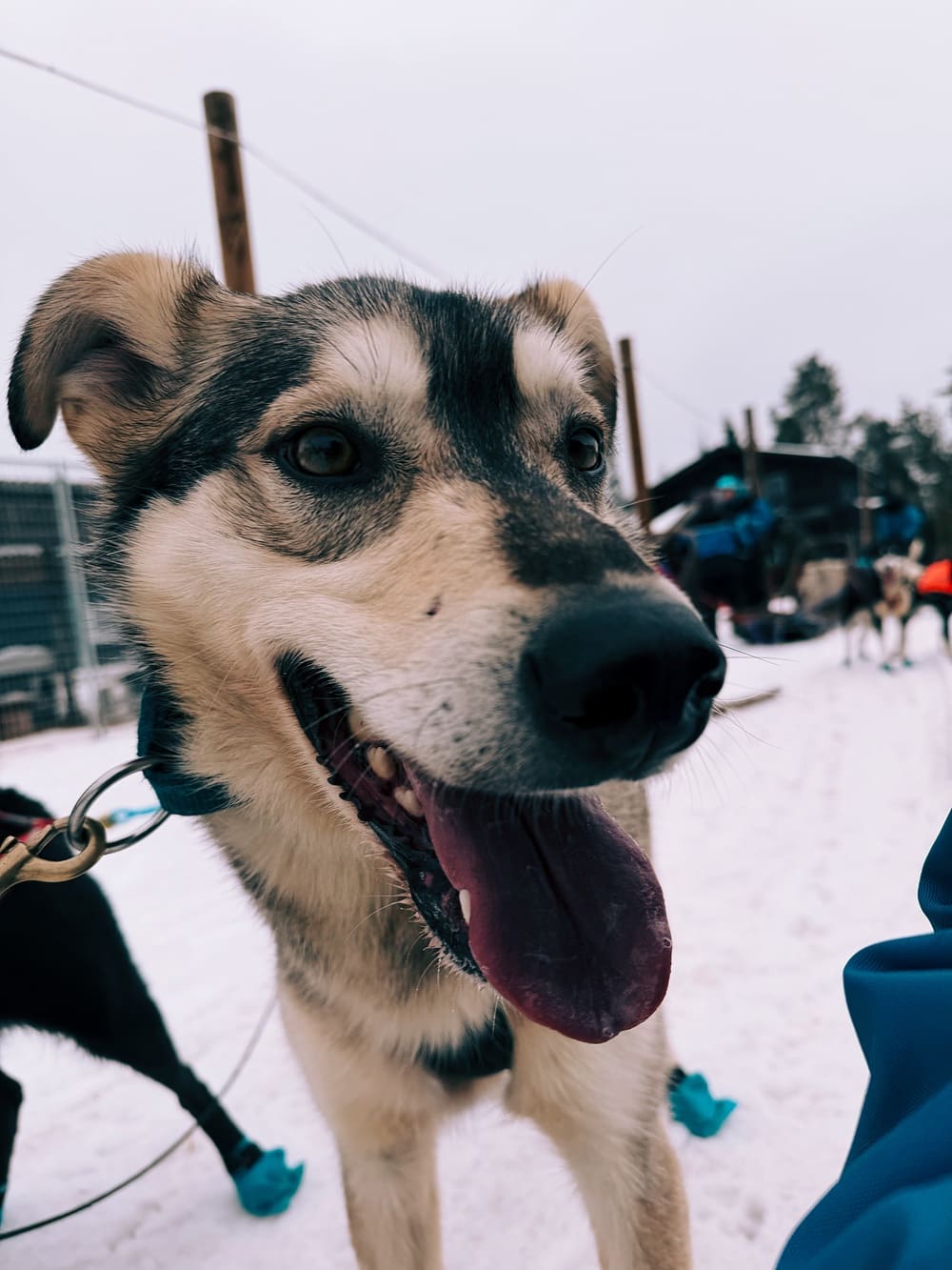 santa-claus-village-husky-ride-rovaniemi santa-claus-village-husky-ride-rovaniemi