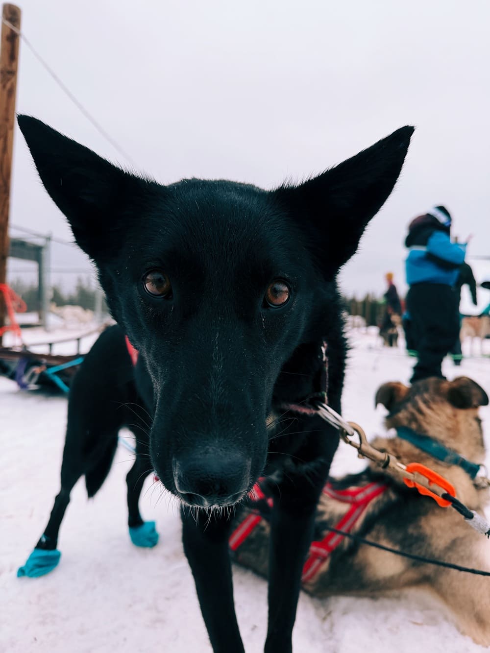 10-km-husky-adventure-rovaniemi 10-km-husky-adventure-rovaniemi