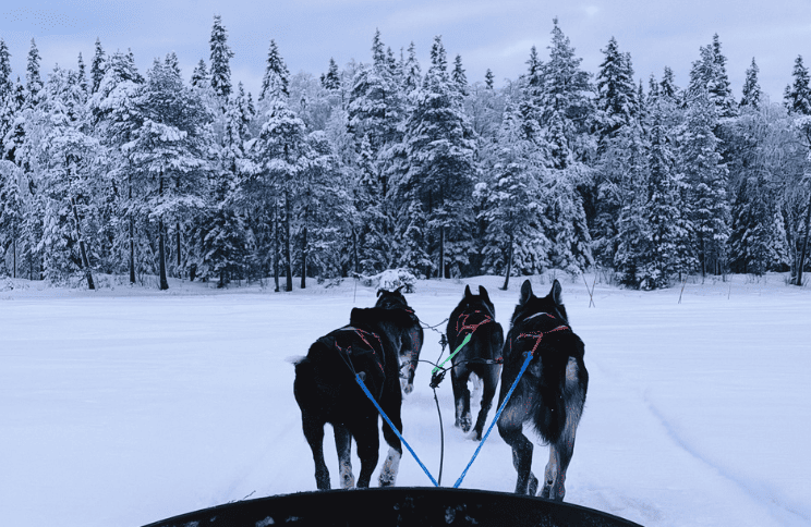 best-husky-tour best-husky-tour