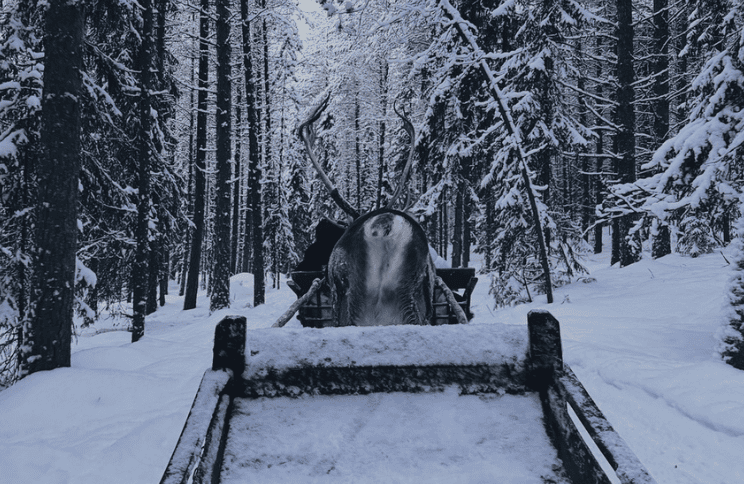 best-reindeer-tours-rovaniemi best-reindeer-tours-rovaniemi