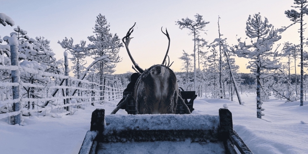 best-reindeer-tour-rovaniemi